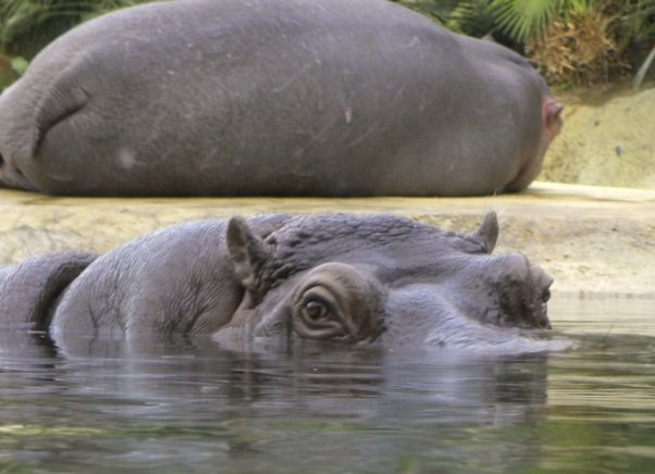 Hippo.jpg