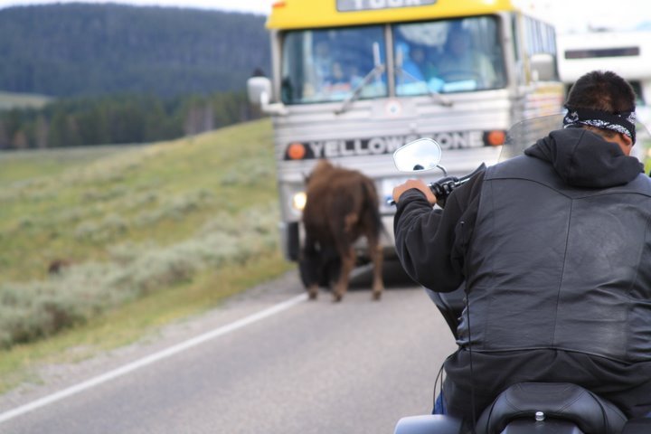 Yellowstone_bus_Bison.jpg