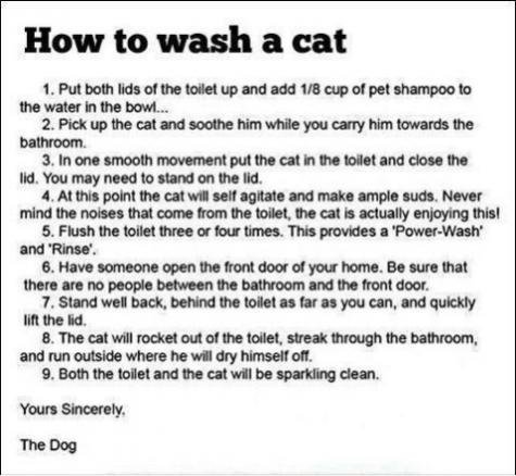 Cat Wash.jpg