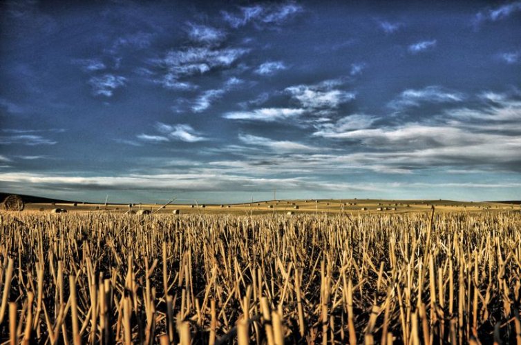 Hay Fiels - Southern Alberta.jpg