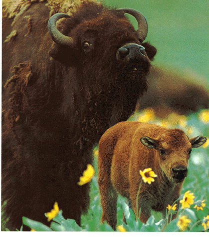 bison.gif