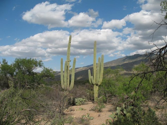 023 View3 at Saguaro National Park Tucson AZ.jpg