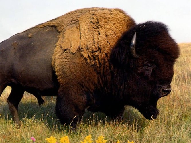 American-bison.jpg