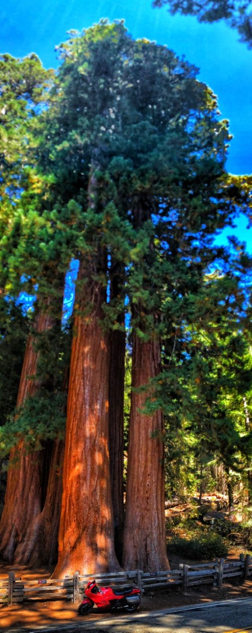 Sequoia 2.jpeg