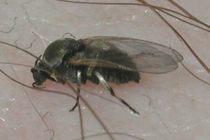 black fly.jpg