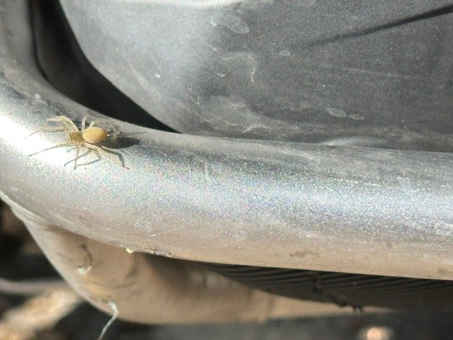 Larz.23.spider.rider.jpg
