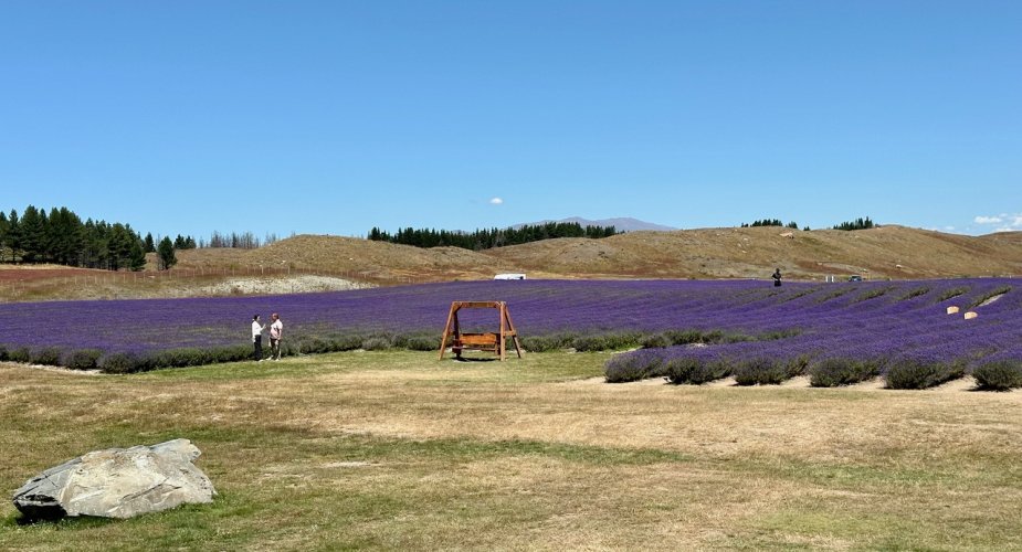 Fields-of-Lavender.jpeg