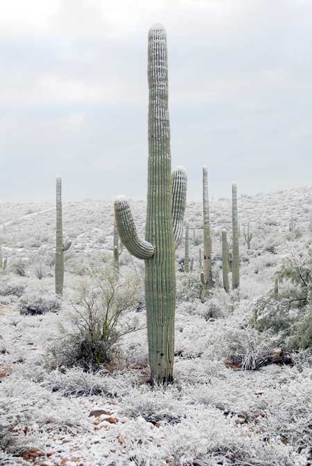 saguaro-3.jpg