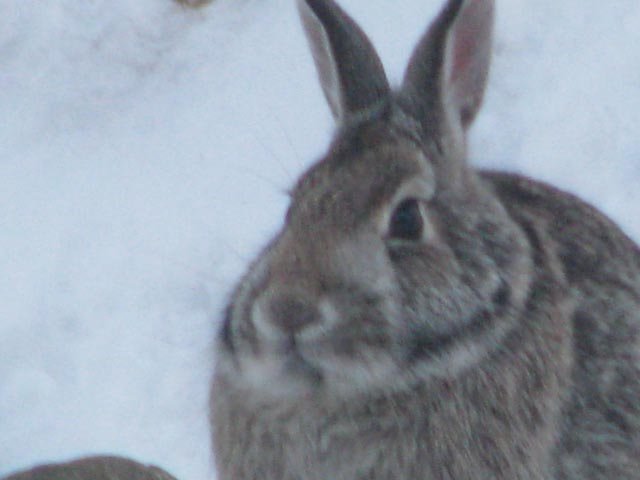 Resident Rabbit.jpg