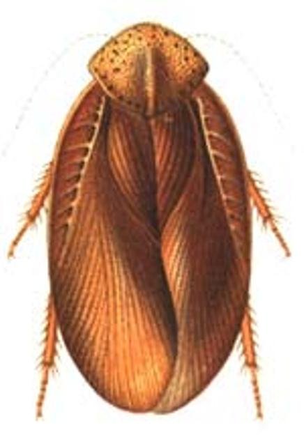 cockroach-pic-5b.jpg
