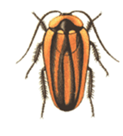 cockroach-picture-1.gif