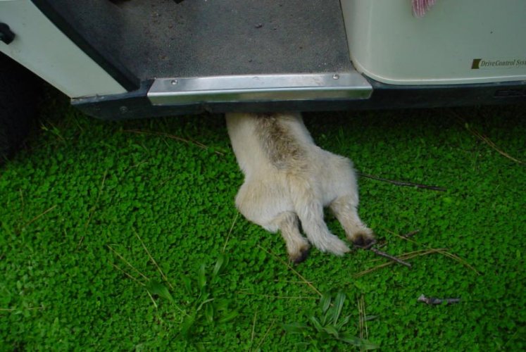 Cairns Terrier inspection golf cart underside-1.jpg