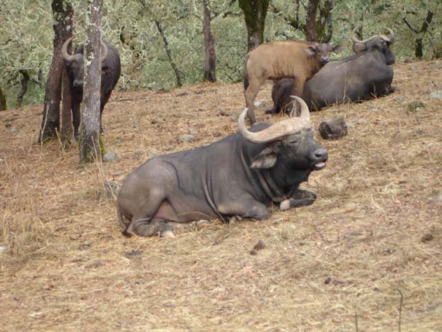 Cape Buffalo-1.jpg