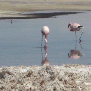 Flamingos, near San Pedro de Atacama, Chile